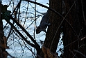 Torino 06_03_2011 - Scoiattolo_41